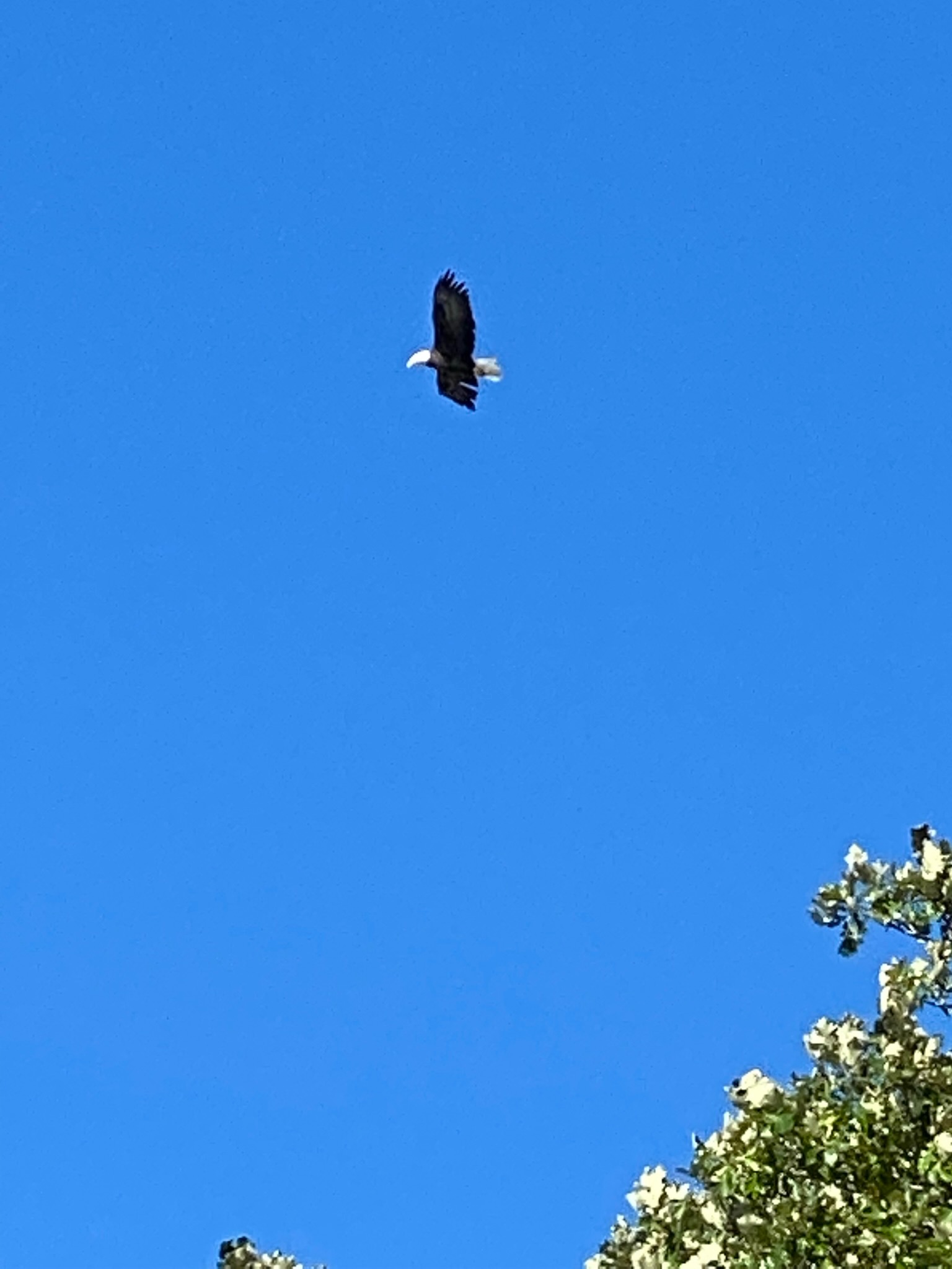 A bald eagle in flight against blue sky