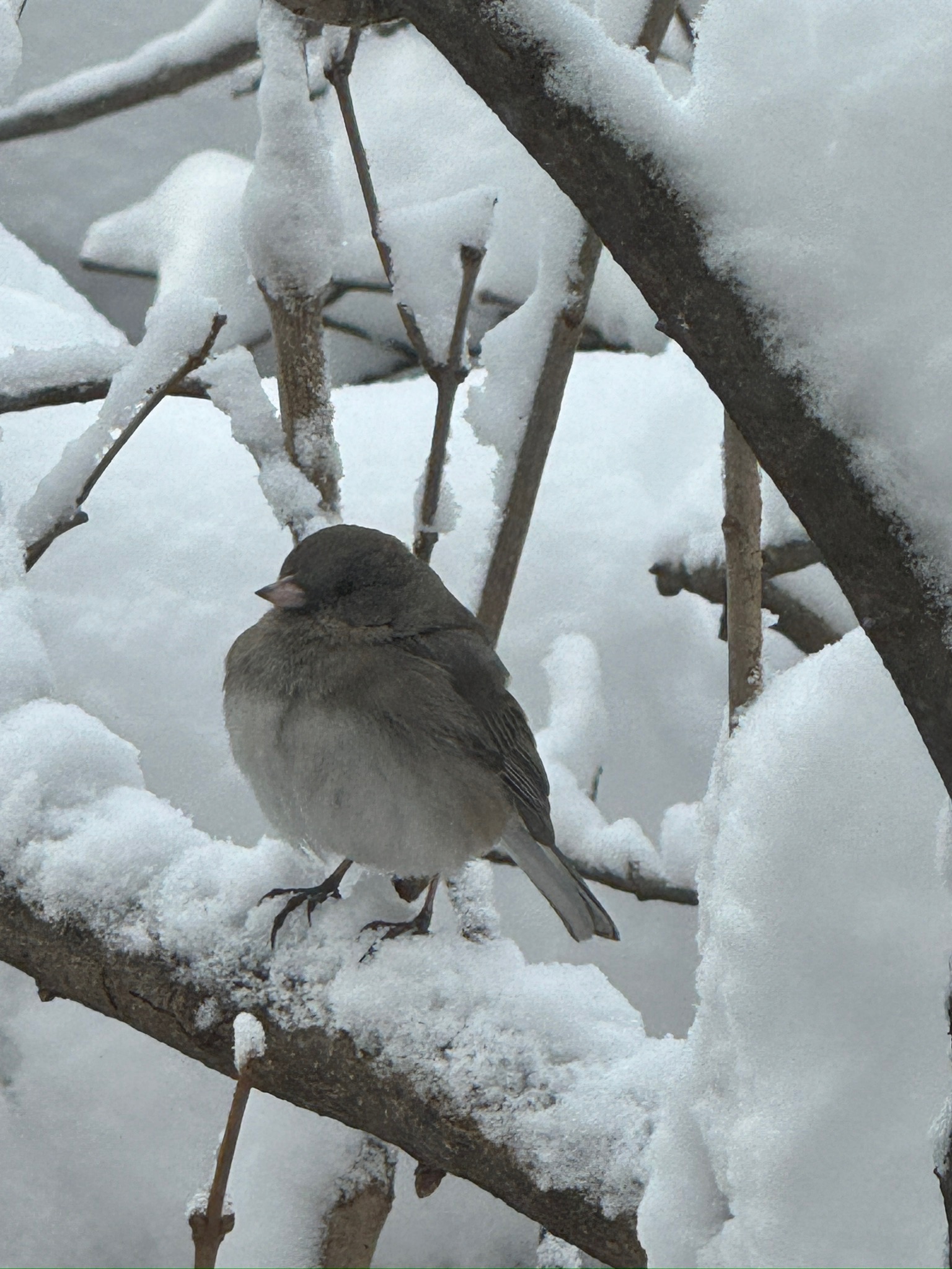 A small grey junco perched on snowy branches